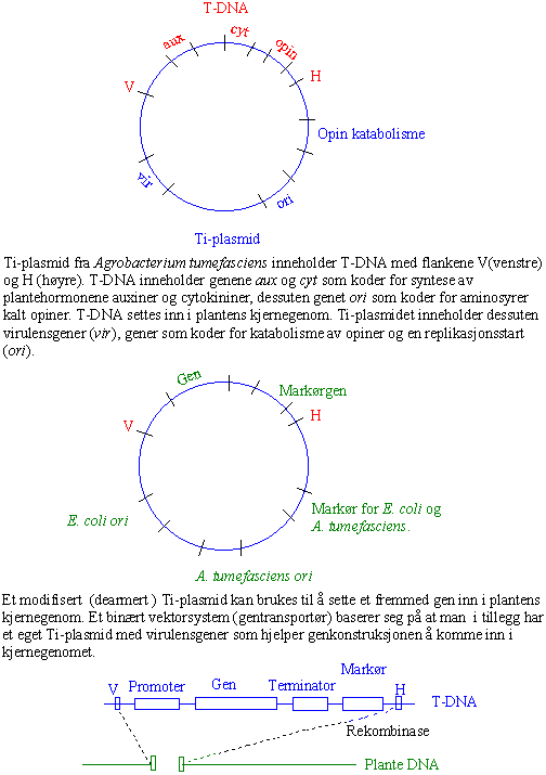 Ti-plasmid og T-DNA
