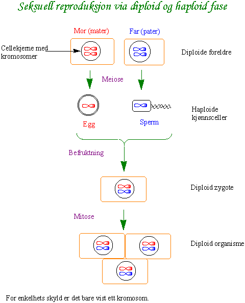 Diploid-haploid fase
