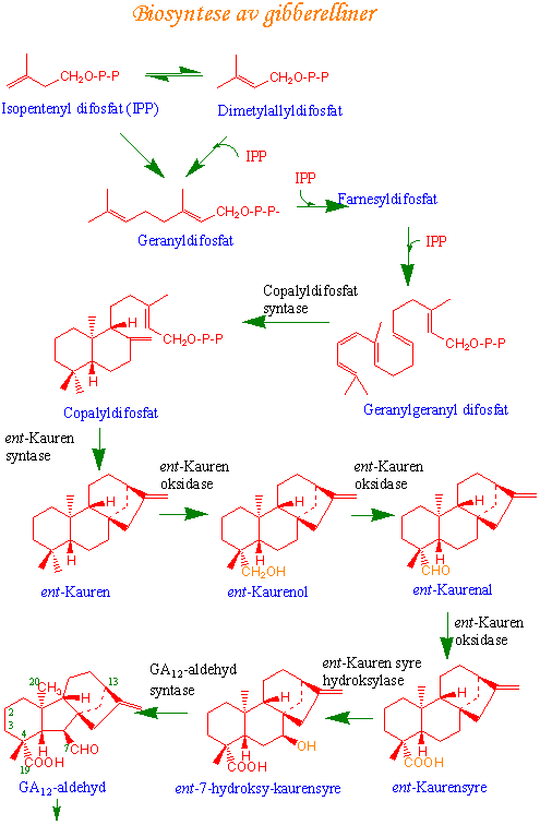 Gibberellin syntese