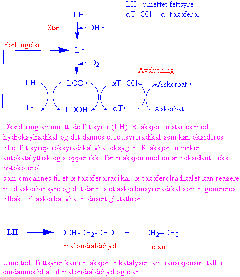 Fettsyreperoksidering