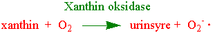 Xanthin oksidase