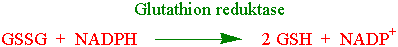 Glutathion reduktase