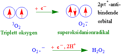 Oksygenradikaler