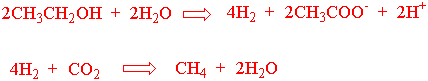 Syntrofi