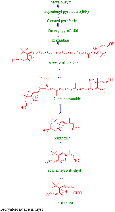 Biosyntese av ABA