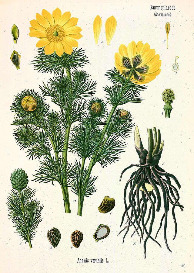 Adonis vernalis (våradonis) fra Köhlers Medizinal-Pflanzen. Wikimedia Commens.