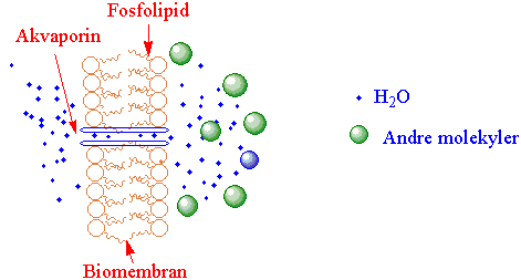 Akvaporin