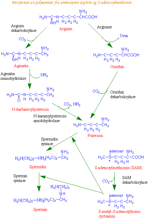 Biosyntese av polyaminer