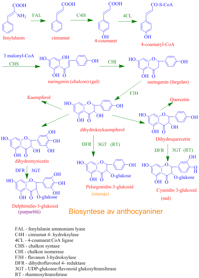 Biosyntese av anthocyaniner fra aminosyren fenylalanin