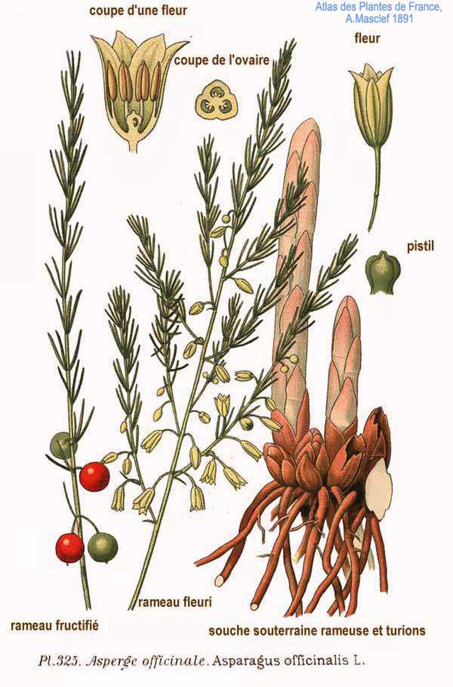 Asparagus officinalis (Asparges) fra den franske botanikeren Amédée Masclef(1858-1916) med Atlas des plantes de France (1891-183). Wikimedia Commens