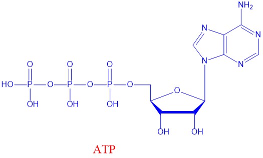 ATP