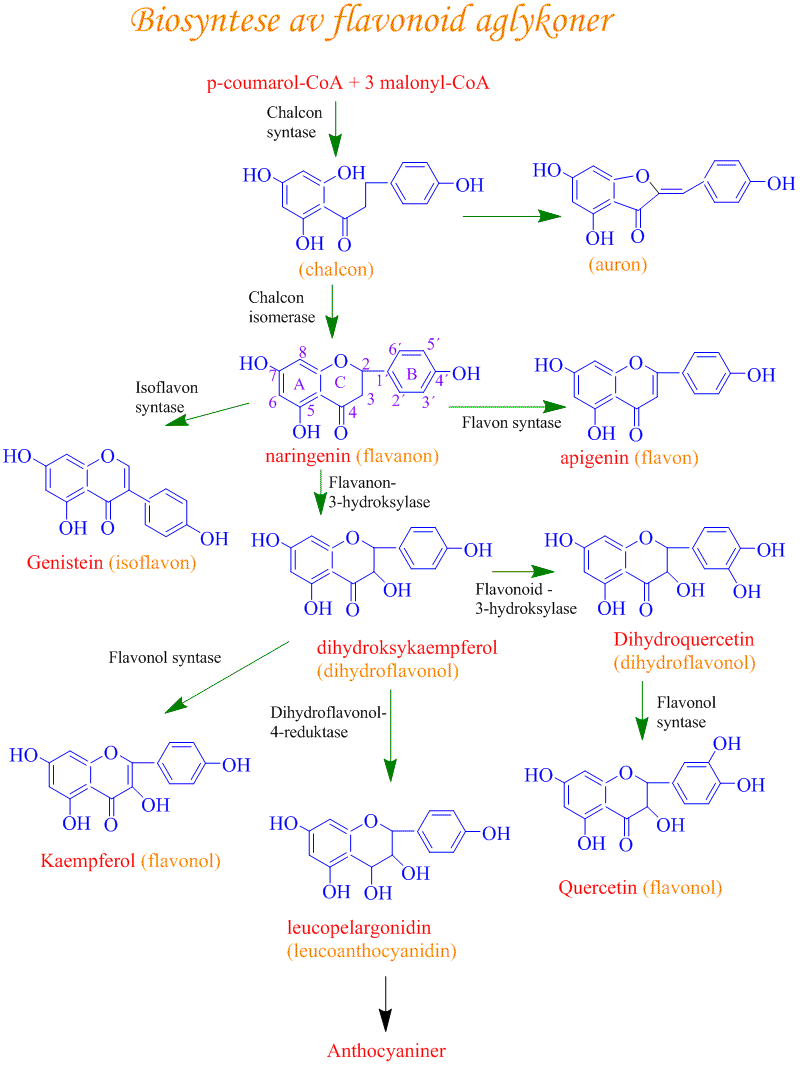 Biosyntese av flavonoider