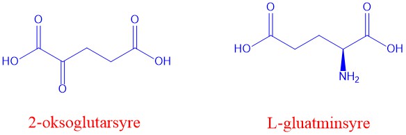 Glutamat og alfa-ketoglutarat
