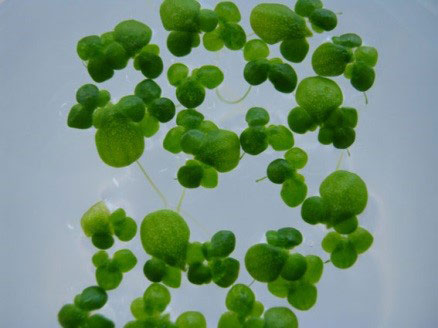 Lemna tilsatt abscisinsyre