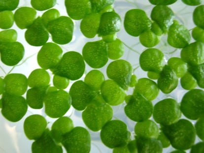Lemna vokser på asparagin