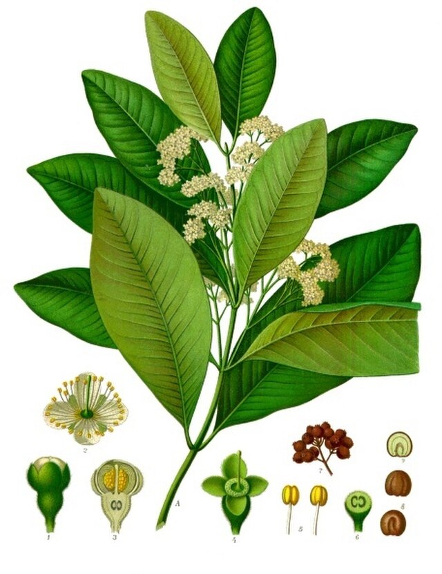 Pimenta dioica (allehånde) fra Köhlers Medizinal-Pflanzen. Wikimedia Commens.