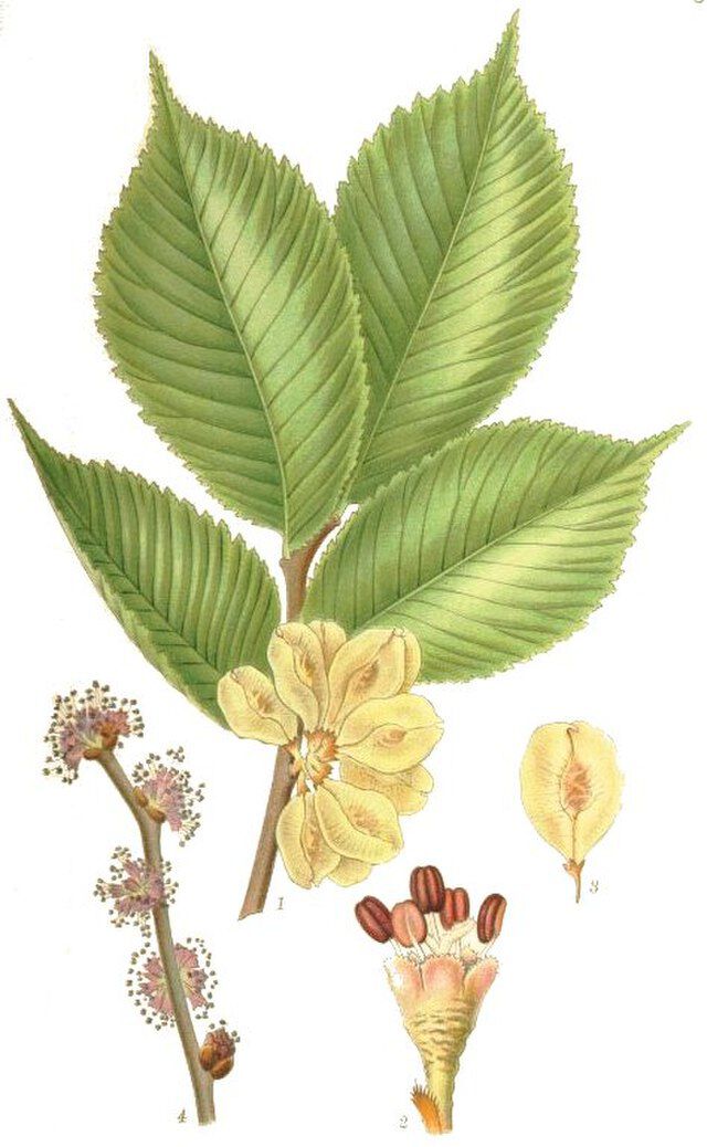 Alm (Ulmus glabra) fraCarl Axel Magnus Lindman (1856 1928) Bilder ur Nordens Flora. Wikimedia Commons