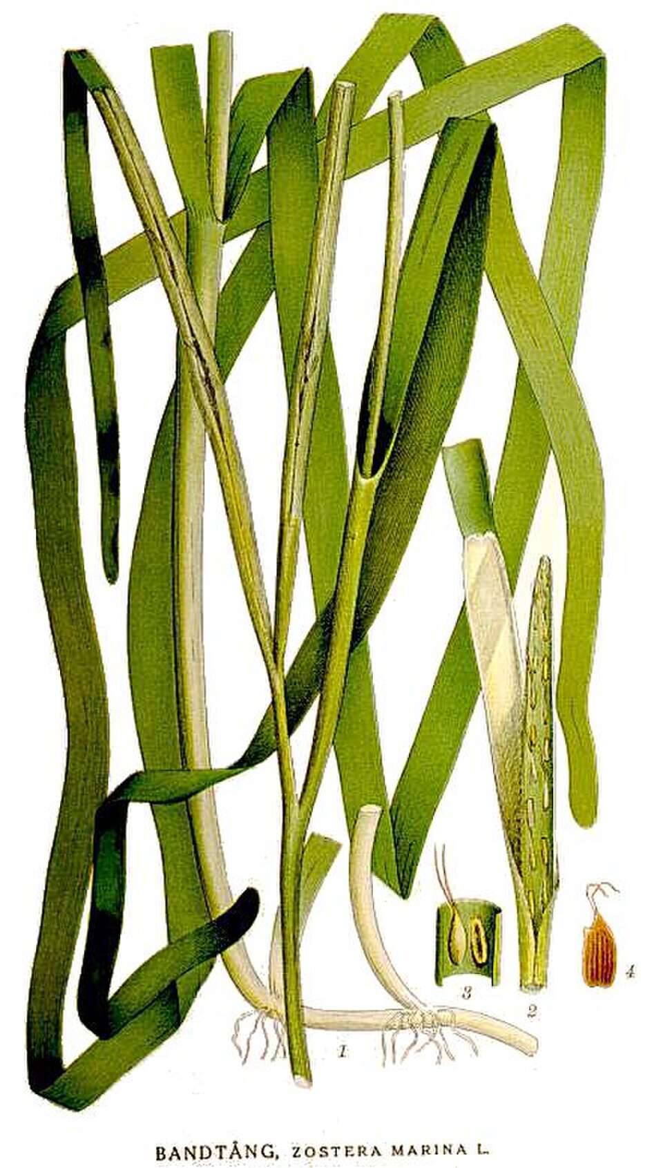 Ålegras (Zostera marina L.) fra den svenske botanikeren Carl Axel Magnus Lindman. Wikimedia Commons