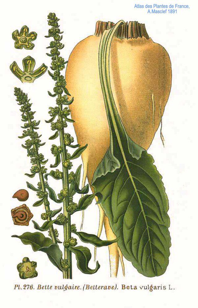 BBete (eta vulgaris L.) fra Amédée Masclef (1858 -1916) Atlas des plantes de France (1891). Wikimedia Commos.