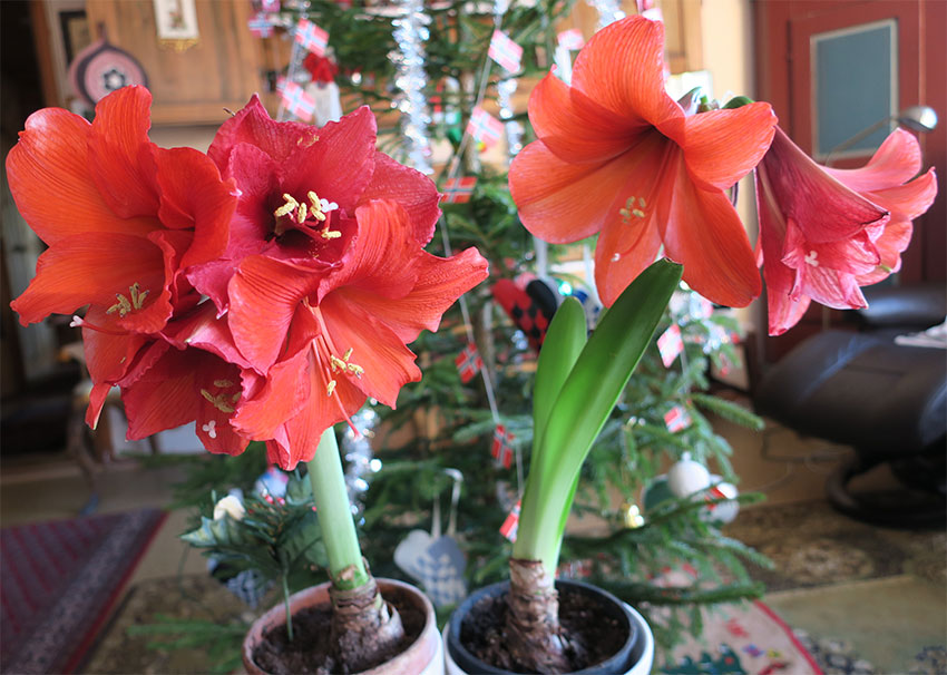 Amaryllis