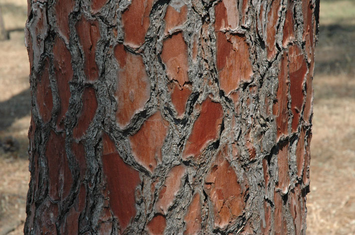 Bark Pinus nigra