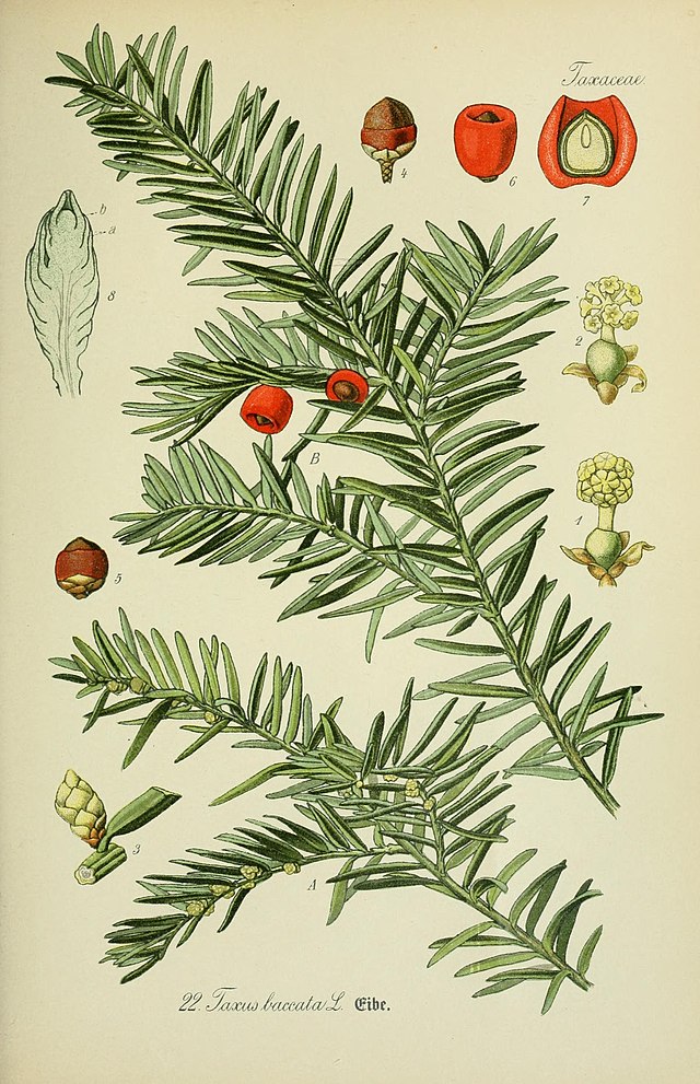 Taxus baccata (barlind). Wikimedia Commens.
