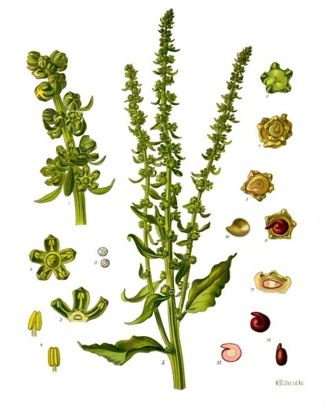 Beta vulgaris (bete) fra Köhlers Medizinal-Pflanzen. Wikimedia Commens.