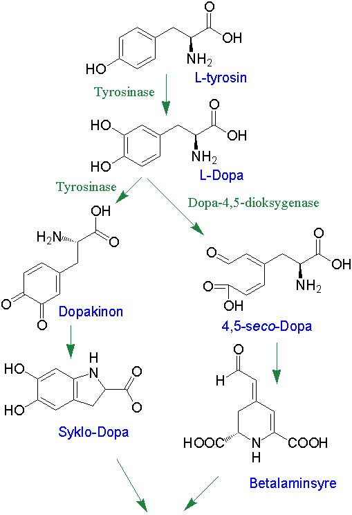 Betanidin biosyntese