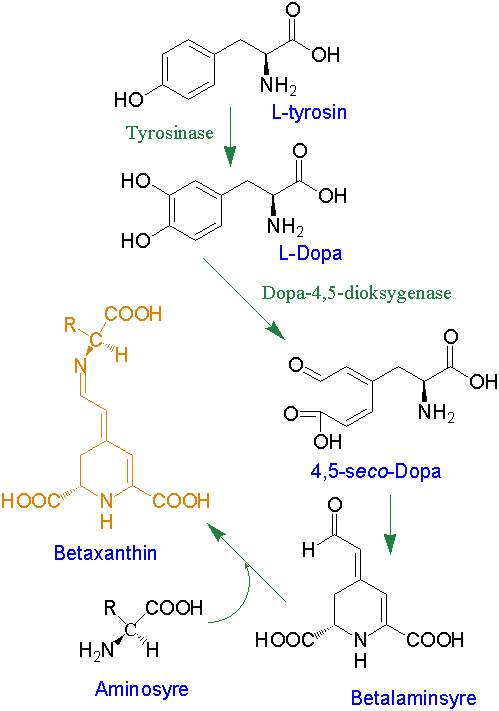 Biosyntese betaxanthin