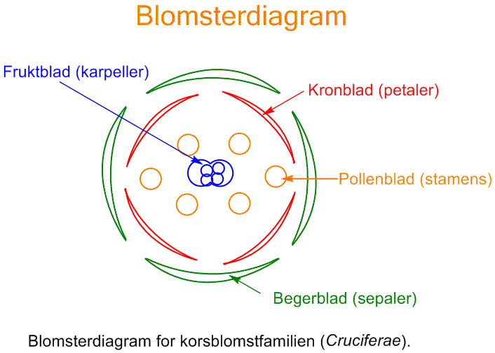 Blomsterdiagram