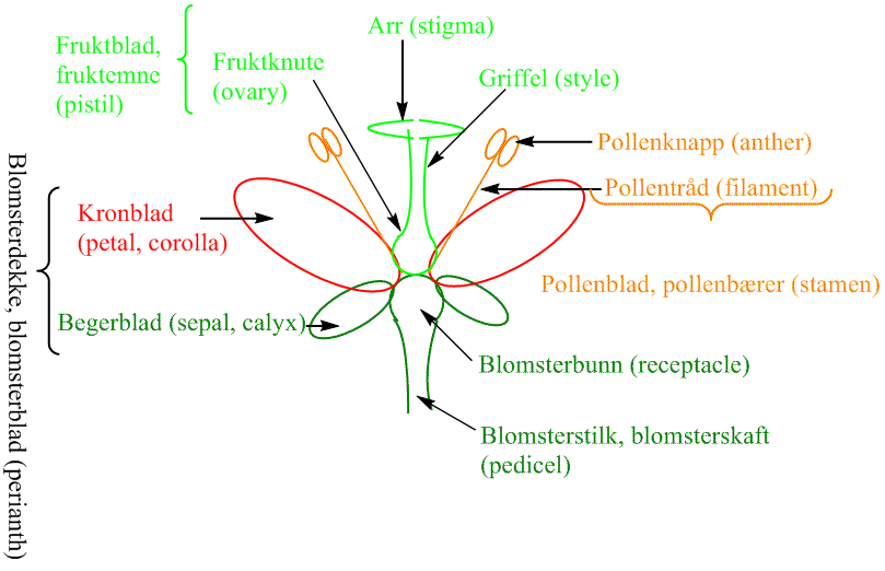 Blomstmorfologi
