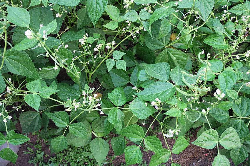 Bønner blomster og belg