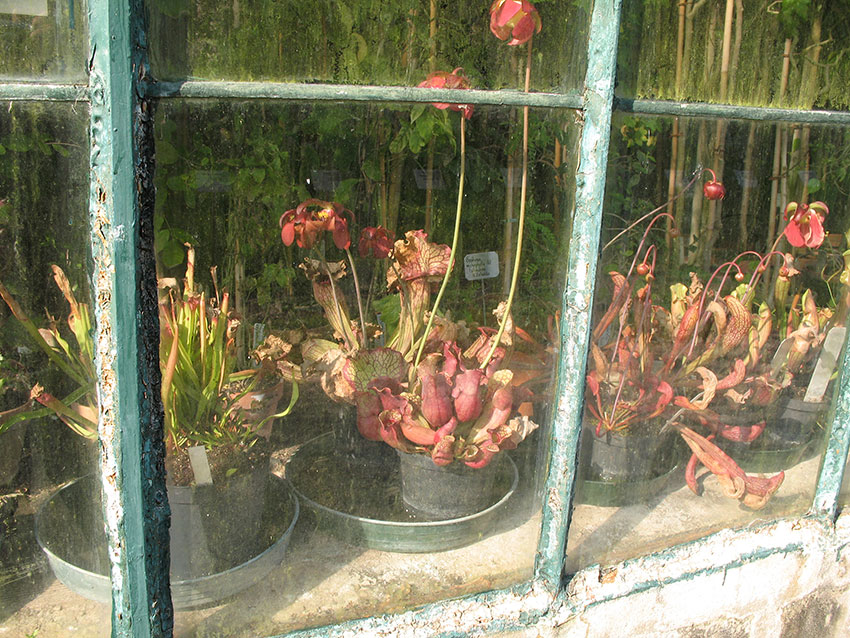 Botanisk hage Padova