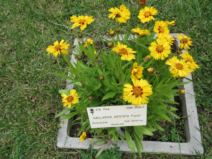 Botanisk hage Pisa