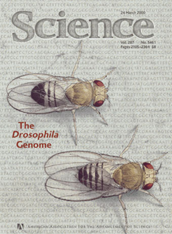 science Drosophila