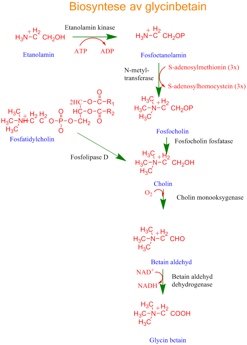 Biosyntese av glycinbetain