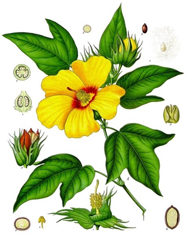 Gossypium barbadense (vestindisk bomull) fr Köhler–s Medizinal-Pflanzen. Wikimedia Commens. 