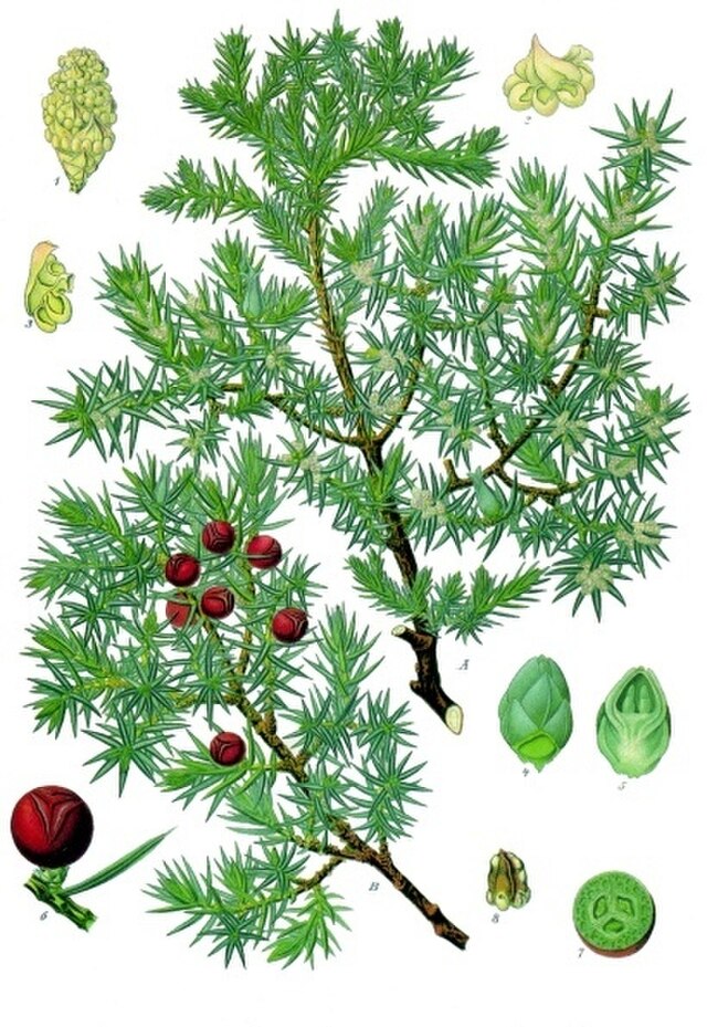 Juniperus oxycedrus (middelhavseiner) fra Köhlers Medizinal-Pflanzen. Wikimedia Commons.