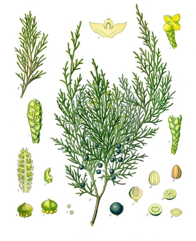 Juniperus sabina (sevenbom) fra Köhlers Medizinal-Pflanzen. Wikimedia commons