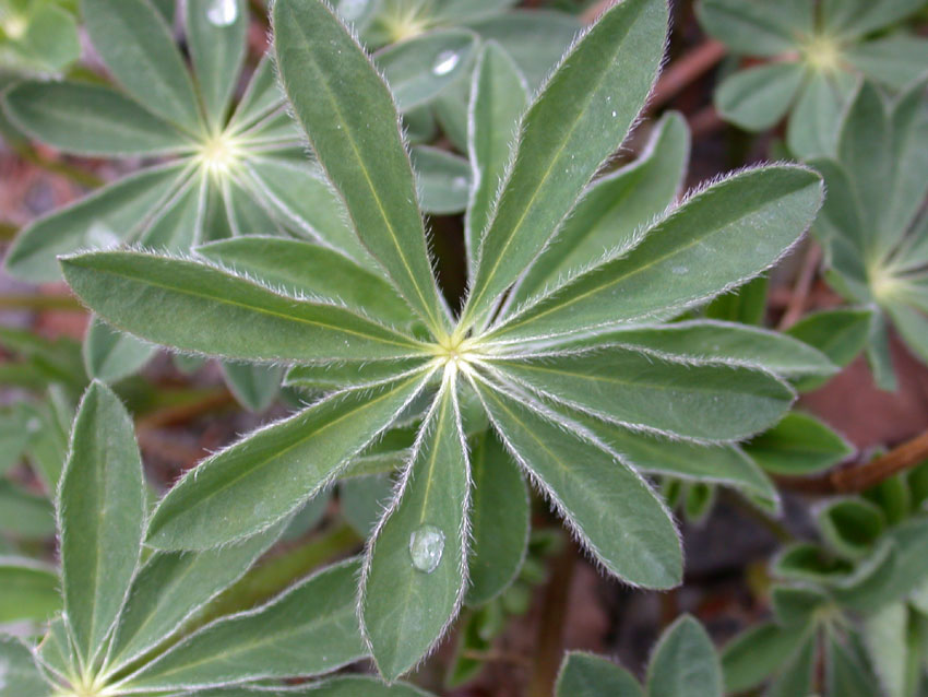 Koblet blad hagelupin