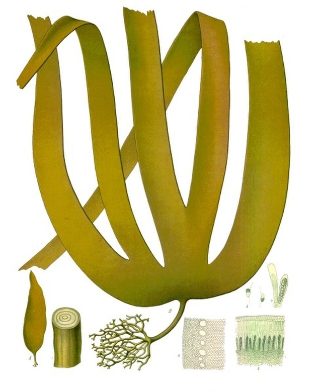 Laminaria hyperborea (stortare) fra Köhlers Medizinal-Pflanzen. Wikimedia Commens.