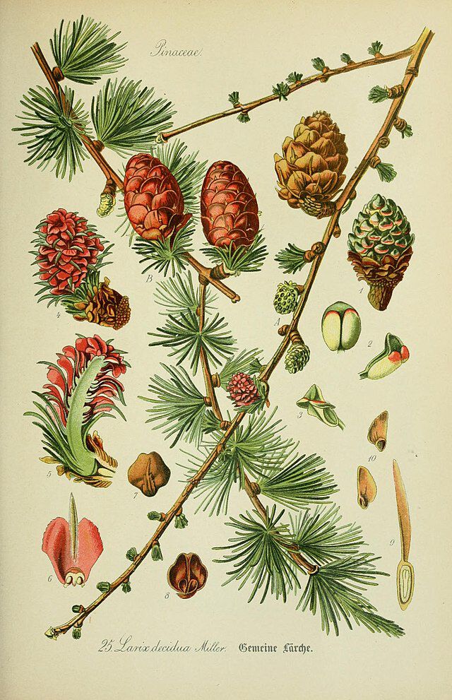 LLarix decidua (lerk) av den tyske botanikeren og illustratøren Otto Wilhelm Thomé (1840–1925) fra Flora von Deutschland, Österreich und der Schweiz. Wikimedia Commens.