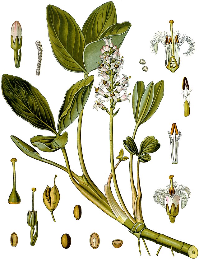 Menyanthes trifoliata (bukkeblad) fra Köhlers Medizinal-Pflanzen. Wikimedia Commons.