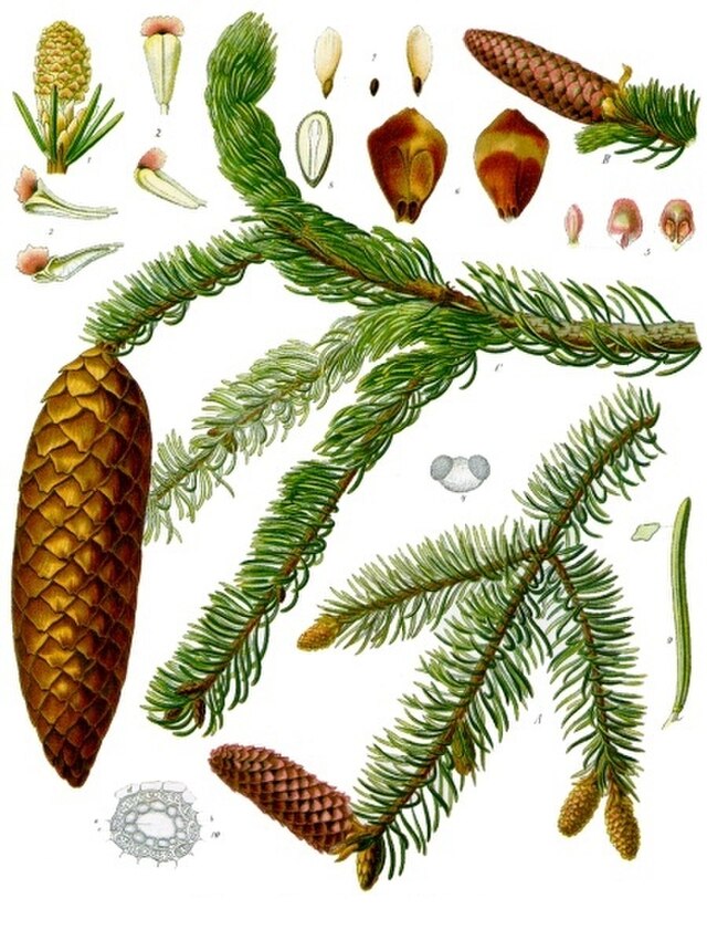 Picea abies (gran) fra Köhlers Medizinal-Pflanzen. Wikimedia Commens