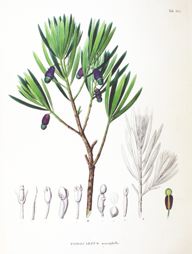 Podocarpus macrophyllus fra Flora Japonica av den tyske legen botanikeren Philipp Franz von Siebold (1796-1866) og den tyske botanikeren Joseph Gerhard Zuccarini (1797-1848). Wikimedia Commons.