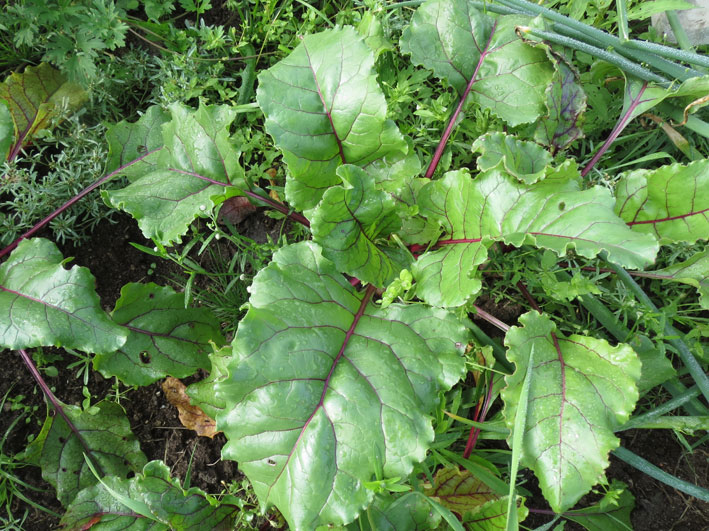 Blad rødbete