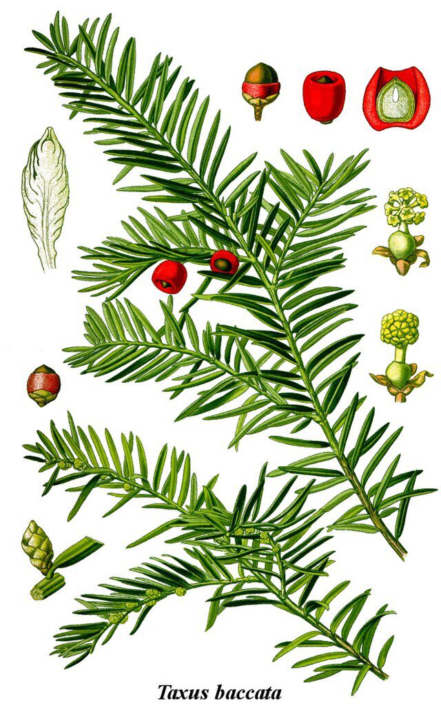 Barlind (Taxus baccata). Wikimedia Commons.