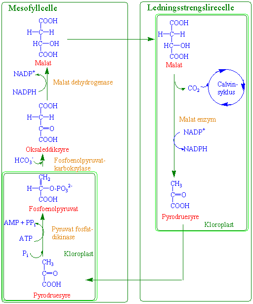 C4-metabolisme