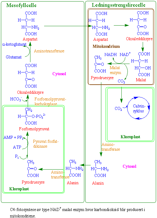 C4-metabolisme