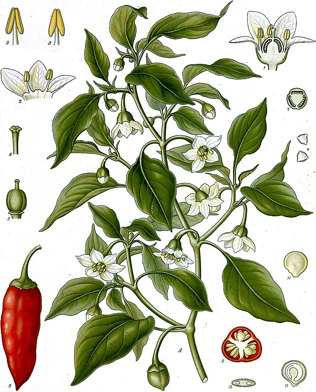 Capsicum annuum fra Köhlers Medizinal-Pflanzen. Wikipedia Commens